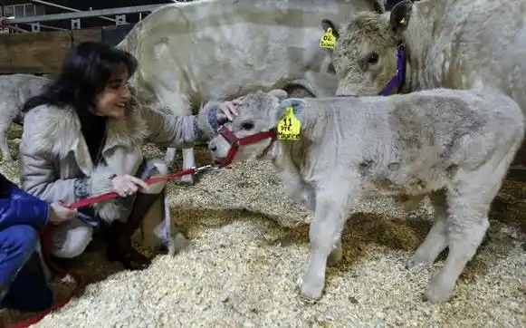 “Nuestro plan fue reforzar la ganadería buscando razas que sean más precoces productivamente”