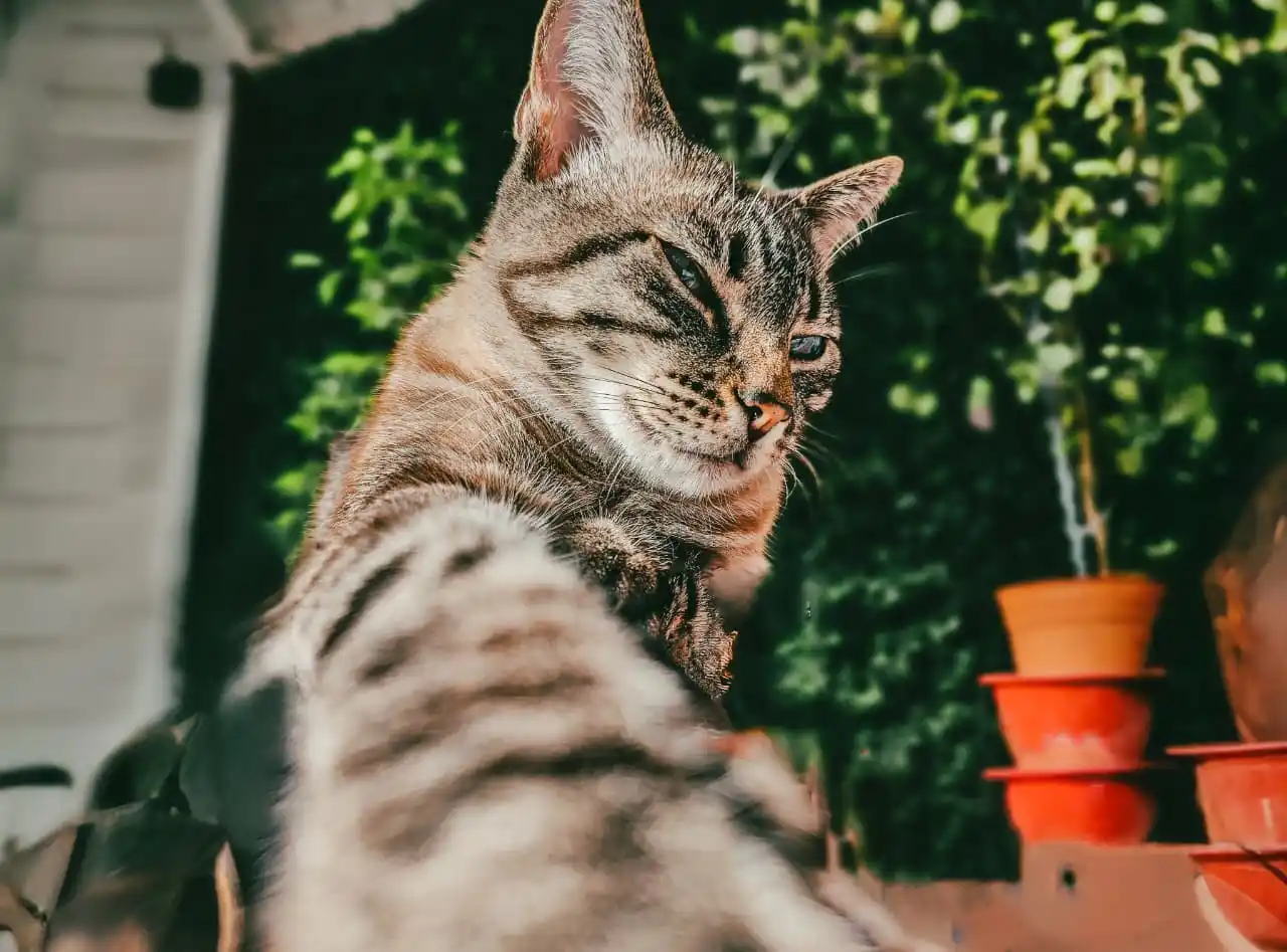 En cada jornada, antes de las castraciones, se brindarán charlas sobre tenencia responsable de mascotas
