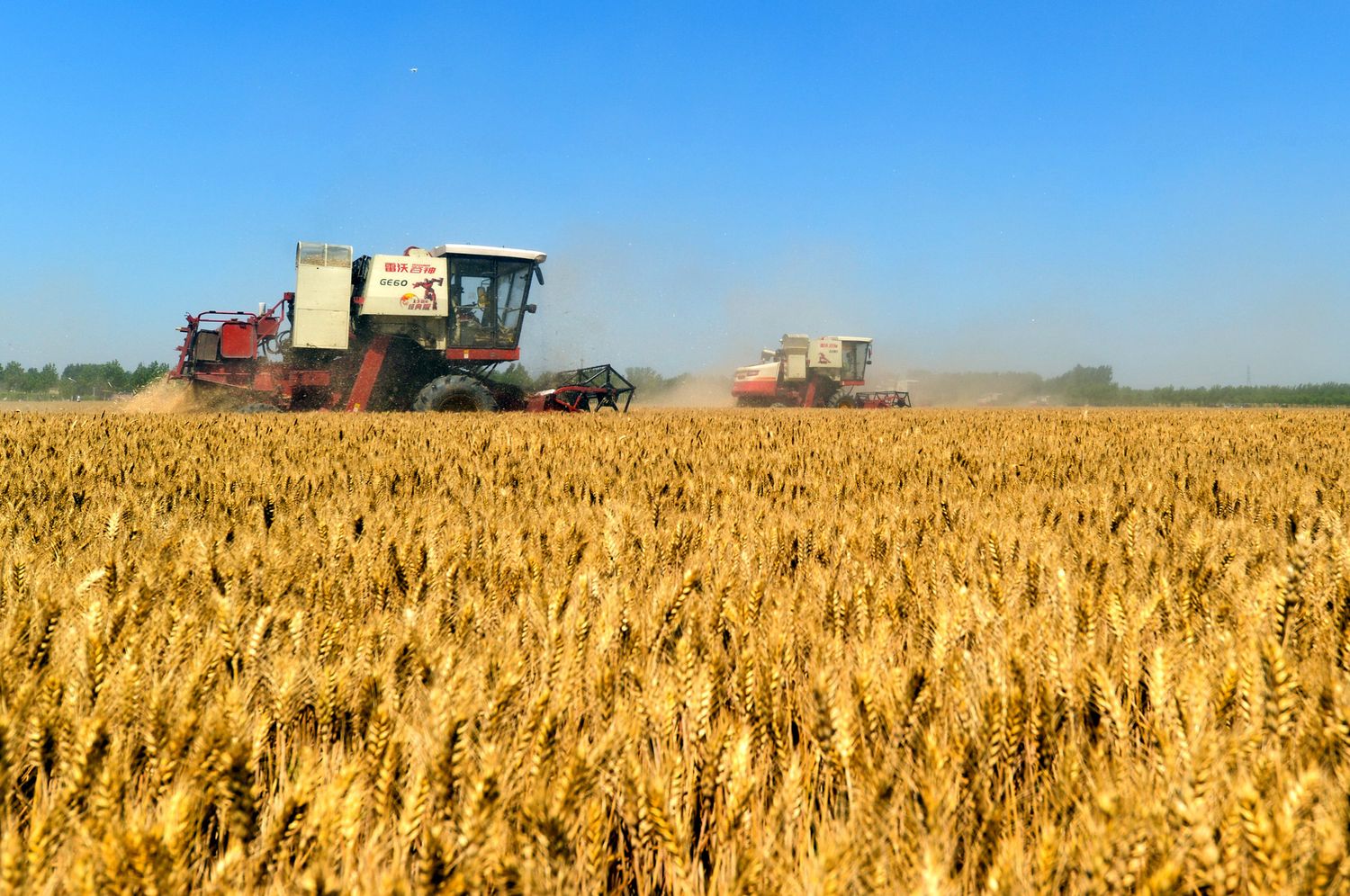 Se sembraron 443.100 hectáreas con trigo en Entre Ríos en la campaña 2019/20