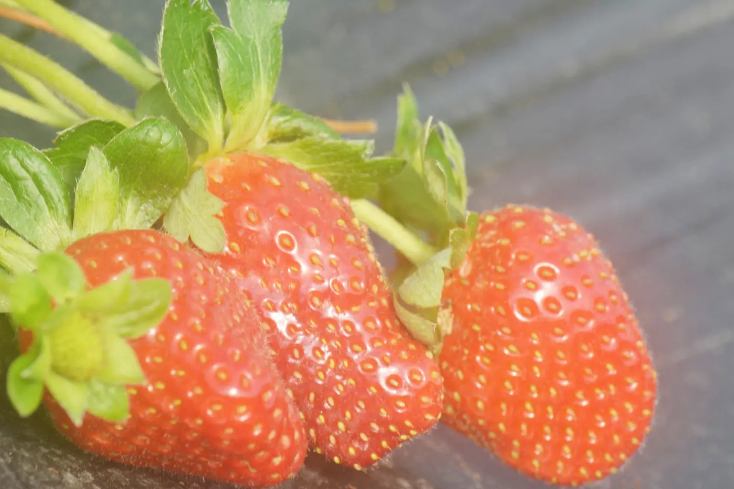 “Horticultura consciente, cosecha de futuro”