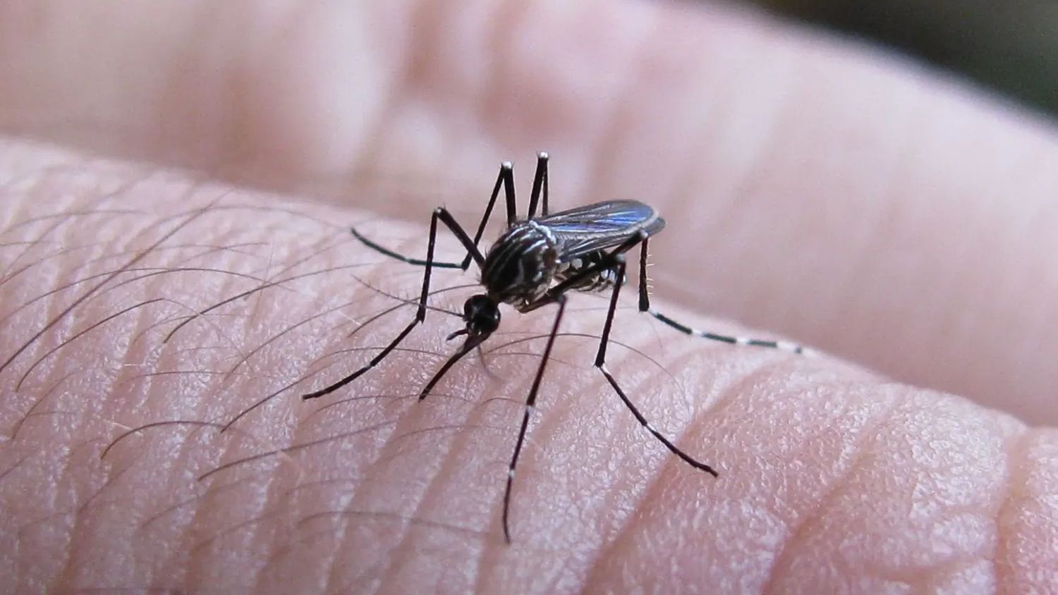Salud insta a vecinos a la prevención del dengue, chikungunya y zika