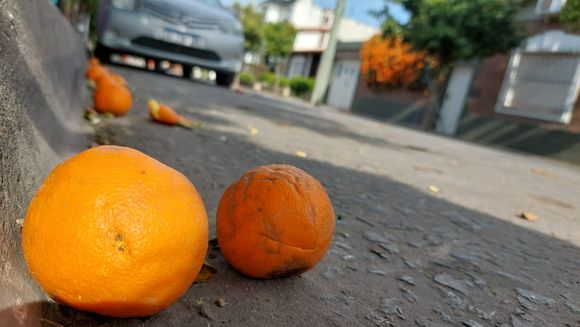 Naranjas amargas: cuál es el mejor destino para aprovecharlas