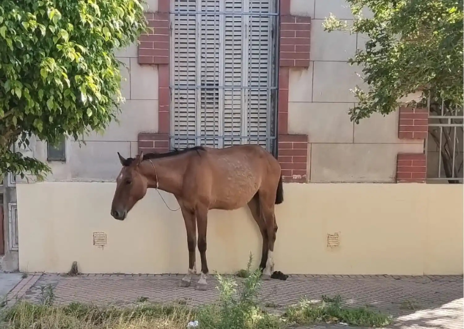 Reclamos por un caballo atado en Belgrano y Liniers