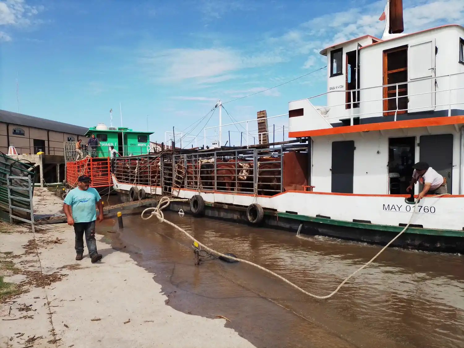 Continúan los trabajos de evacuación de ganado desde la Boca del Gualeguay