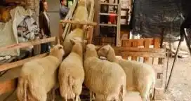 Las Pymes agropecuarias de la Patagonia reciben facturas de gas con subas de hasta 2000%