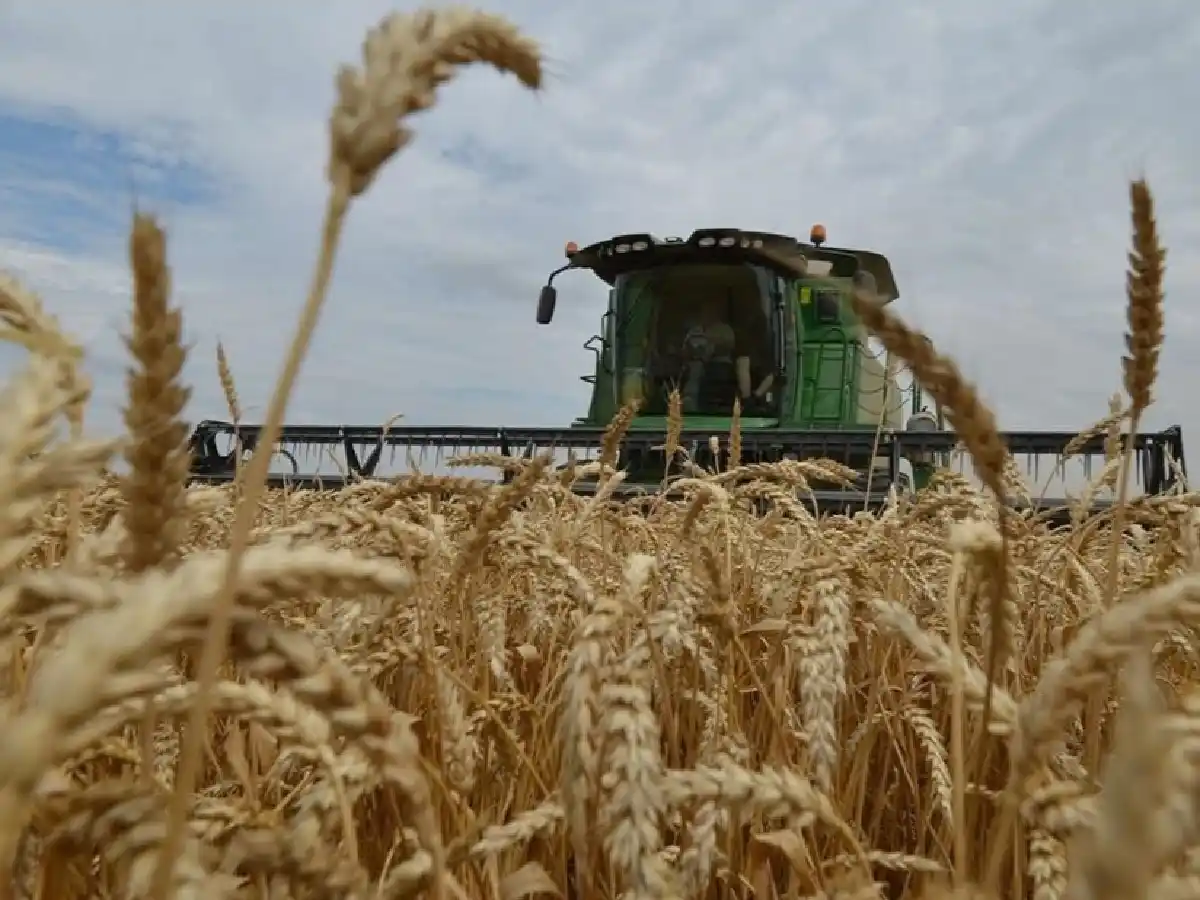 Productor entrerriano necesita más de mil kilos de trigo por hectárea para cubrir costos