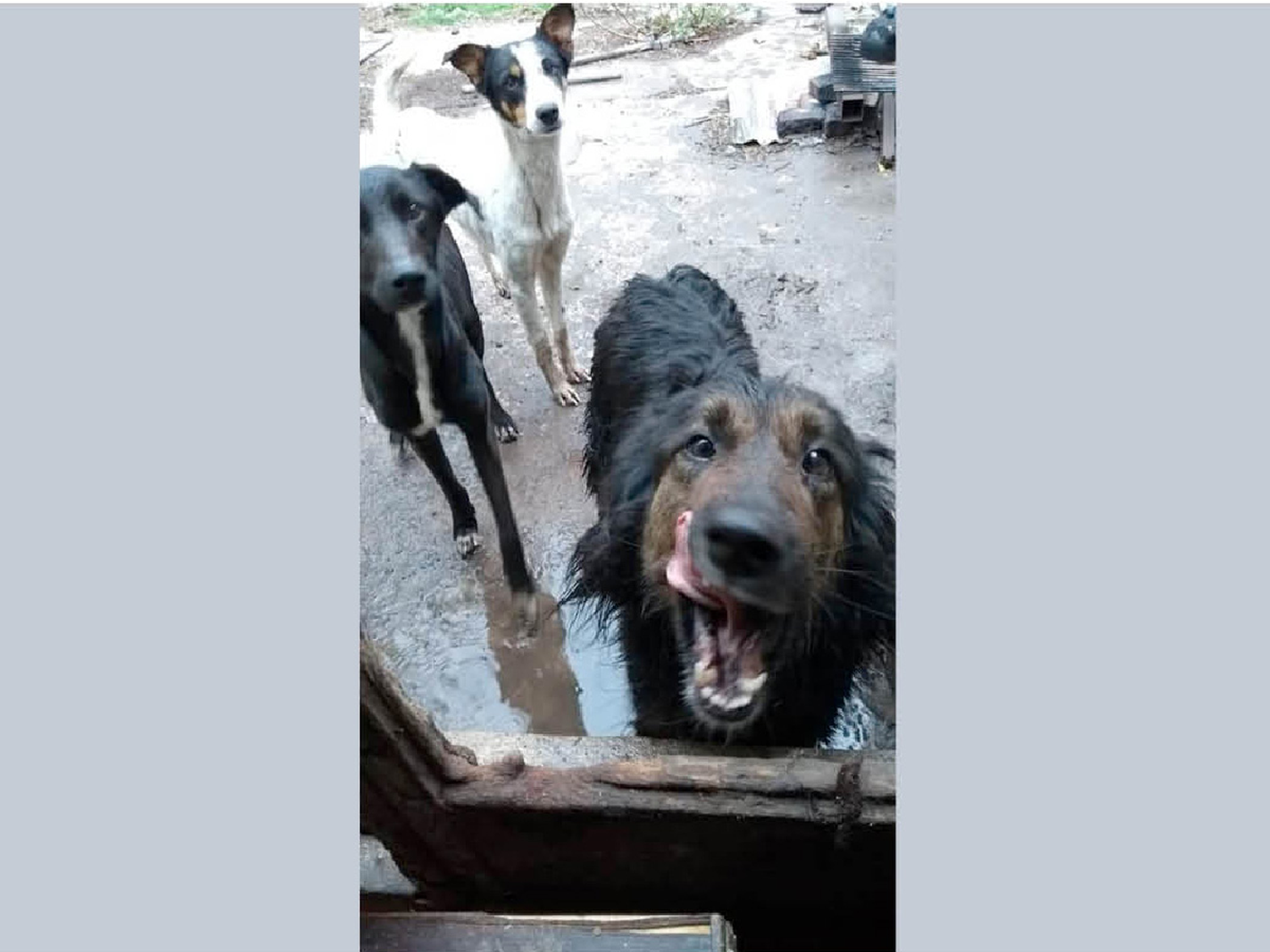 Rescataron 14 perros y gatos abandonados en una casa y buscan una familia que los adopte