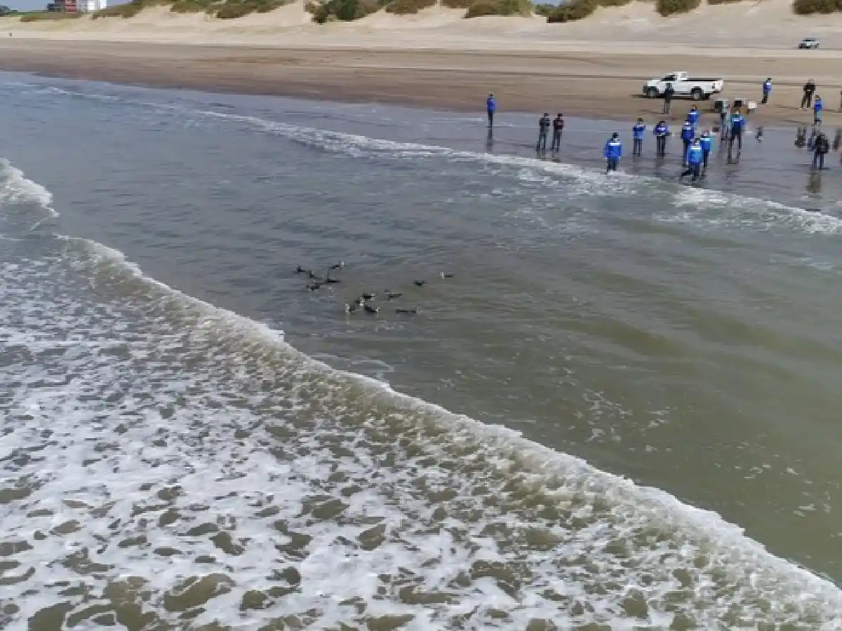 El “pingüino cordobés” se recuperó y fue devuelto al mar