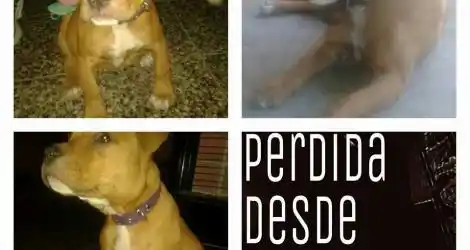 Perra perdida