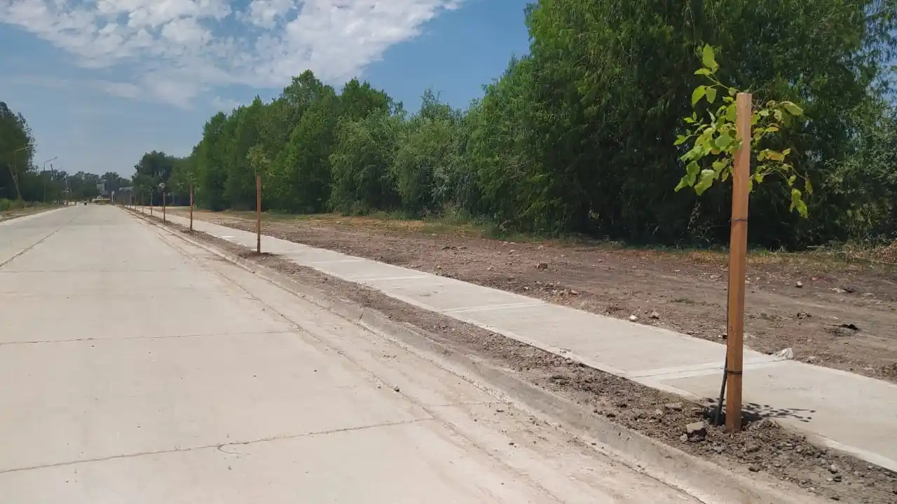 La Municipalidad plantó árboles sobre la renovada Asisclo Méndez