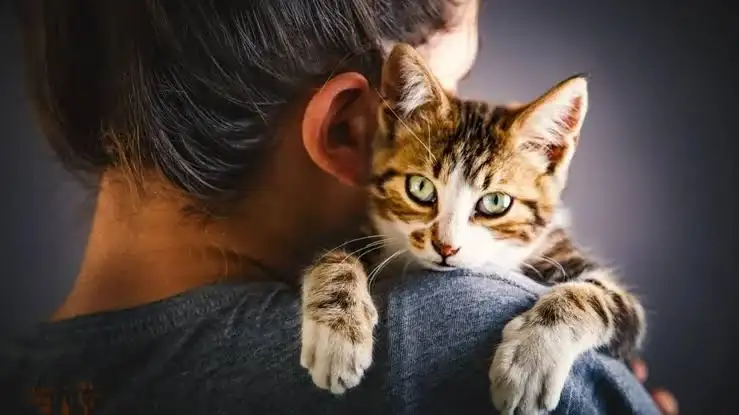 gatos - 2