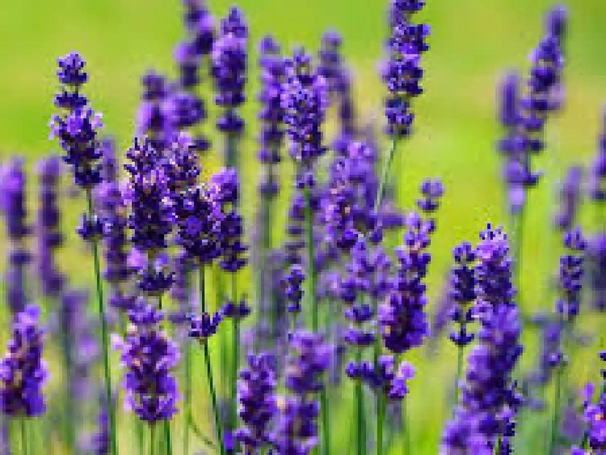 Exploran uso medicinal  de la lavanda por efecto de  su aroma en estrés y ansiedad  