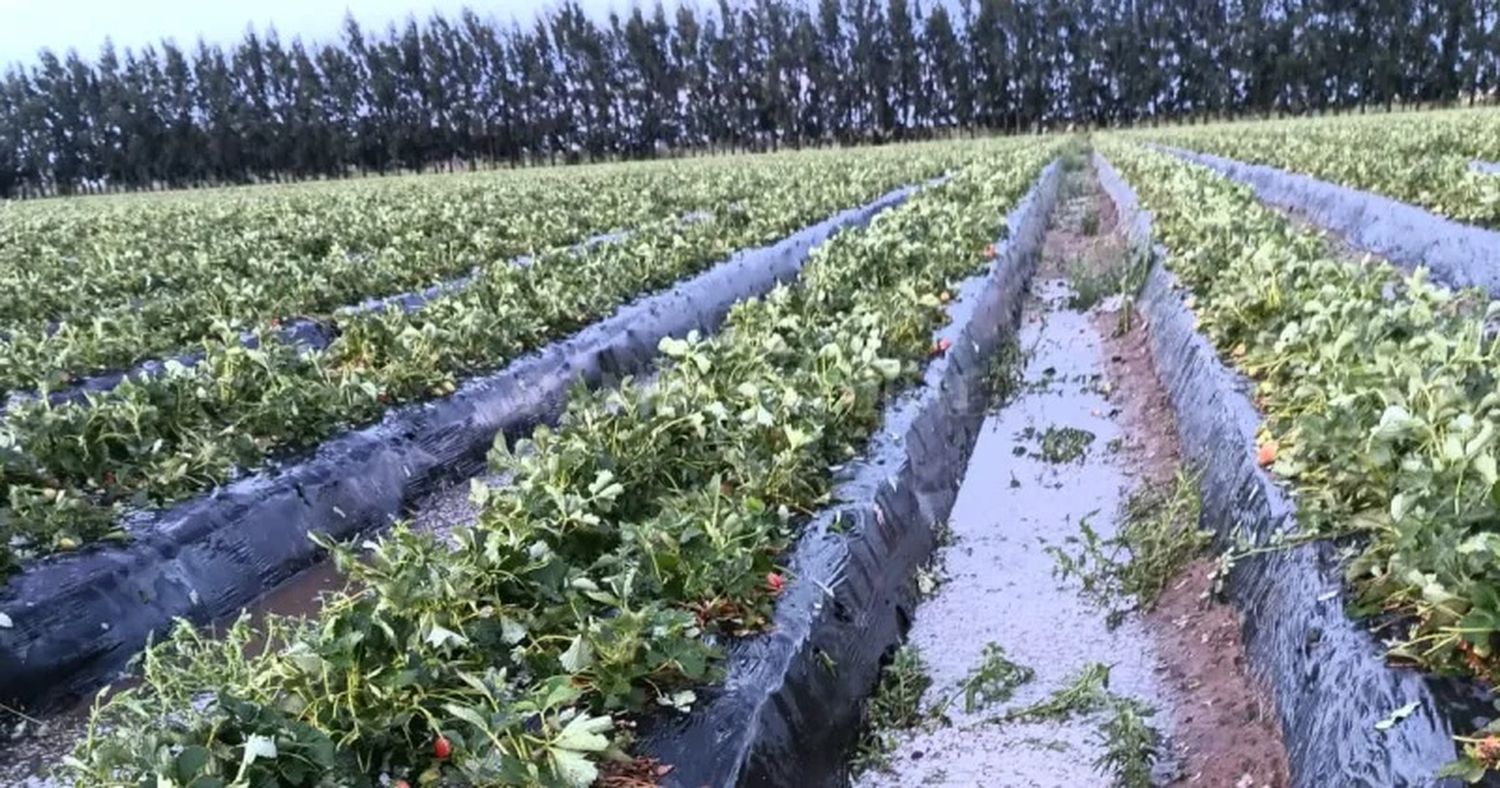 La mayor participación la tuvieron los productores de frutilla.