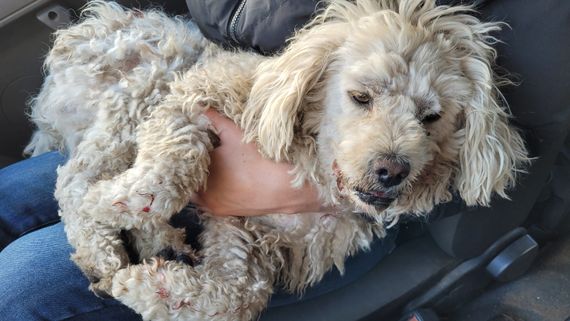 Buscan al dueño y piden colaboración para internar a un perro atropellado