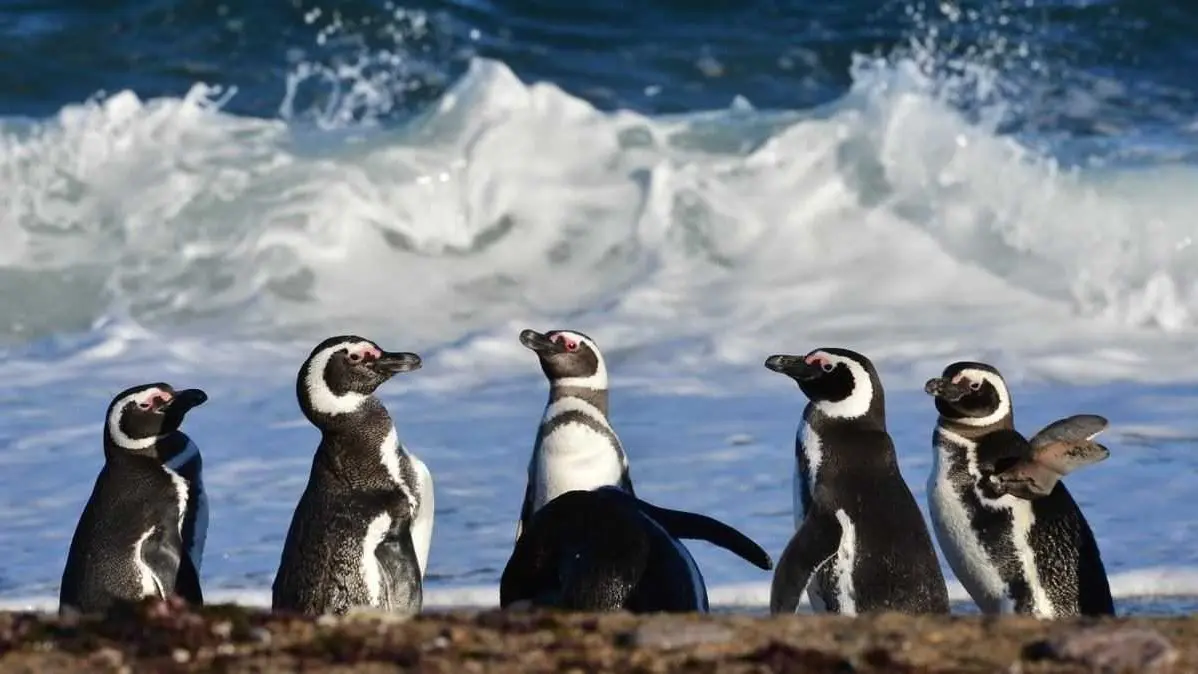 Pura ternura: el Conicet transmite en vivo una colonia de pingüinos en Chubut