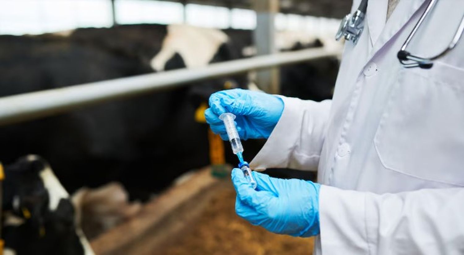 La vacuna contra la fiebre aftosa en Argentina se comercializaba a precios hasta tres veces más altos que en países limítrofes.