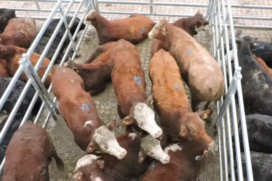 Números ganaderos en rojo: una situación difícil de sostener