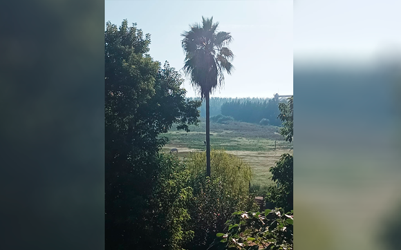 Piden fumigación en Bajo Cementerio