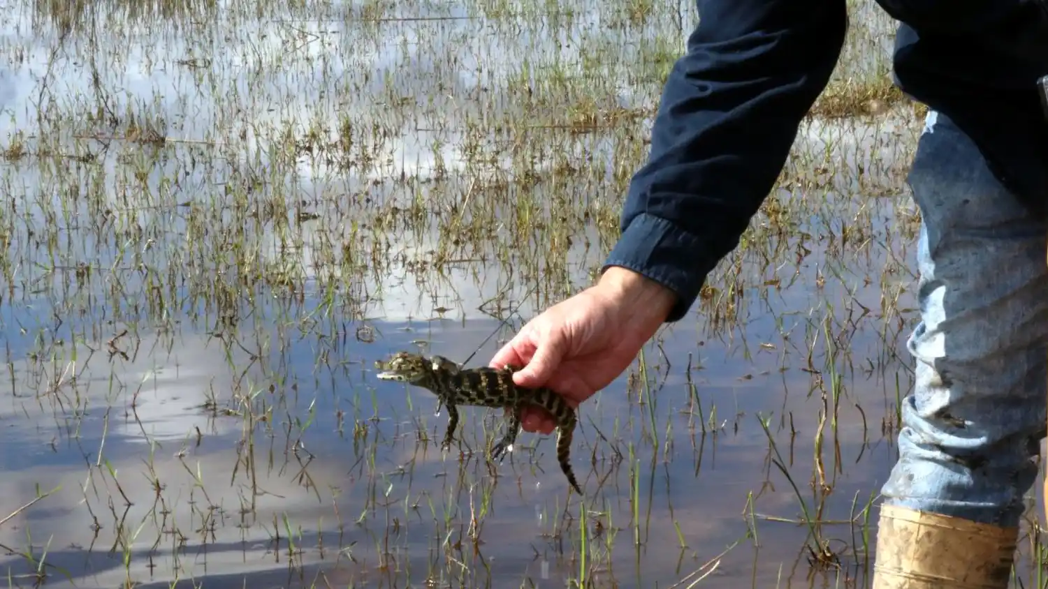 La provincia liberó yacarés en una reserva del departamento San Cristóbal