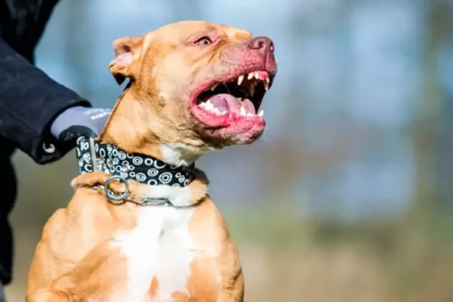 Terminó preso por obligar a su Pitbull atacar a otros perros y amenazar a sus dueños