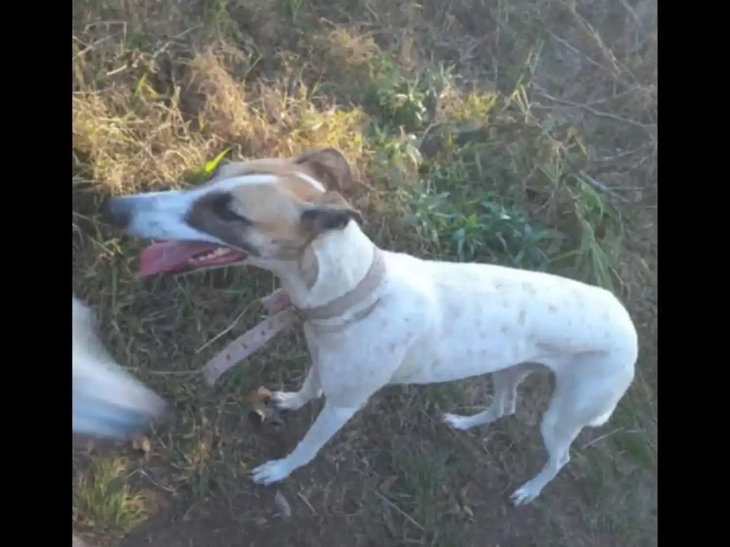 Se extravió una perra galgo