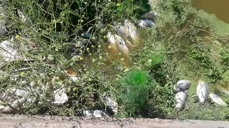 Preocupa la mortandad de peces en el Arroyo Nogoyá