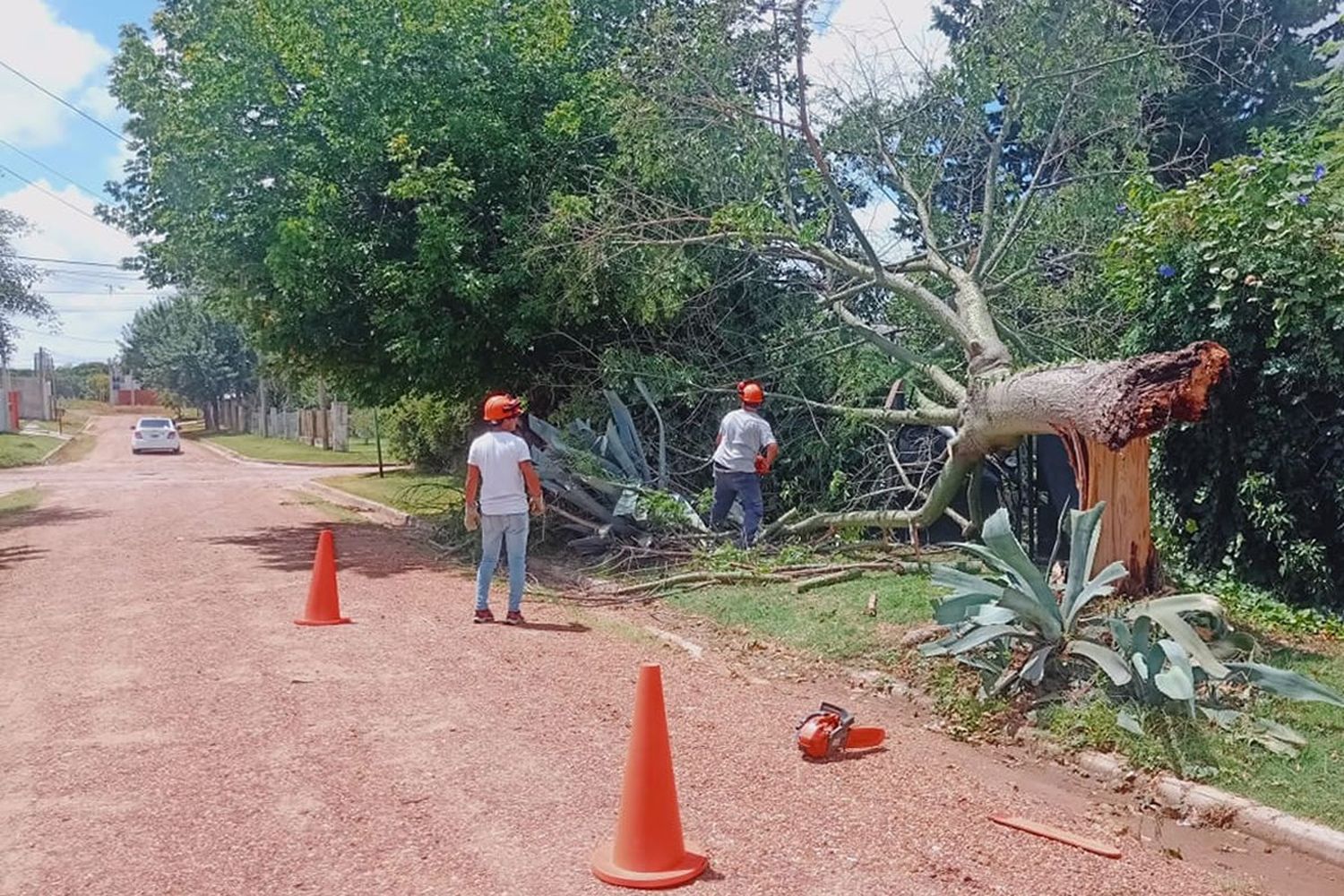 Realizan trabajos de limpieza tras la tormenta en Gualeguaychú