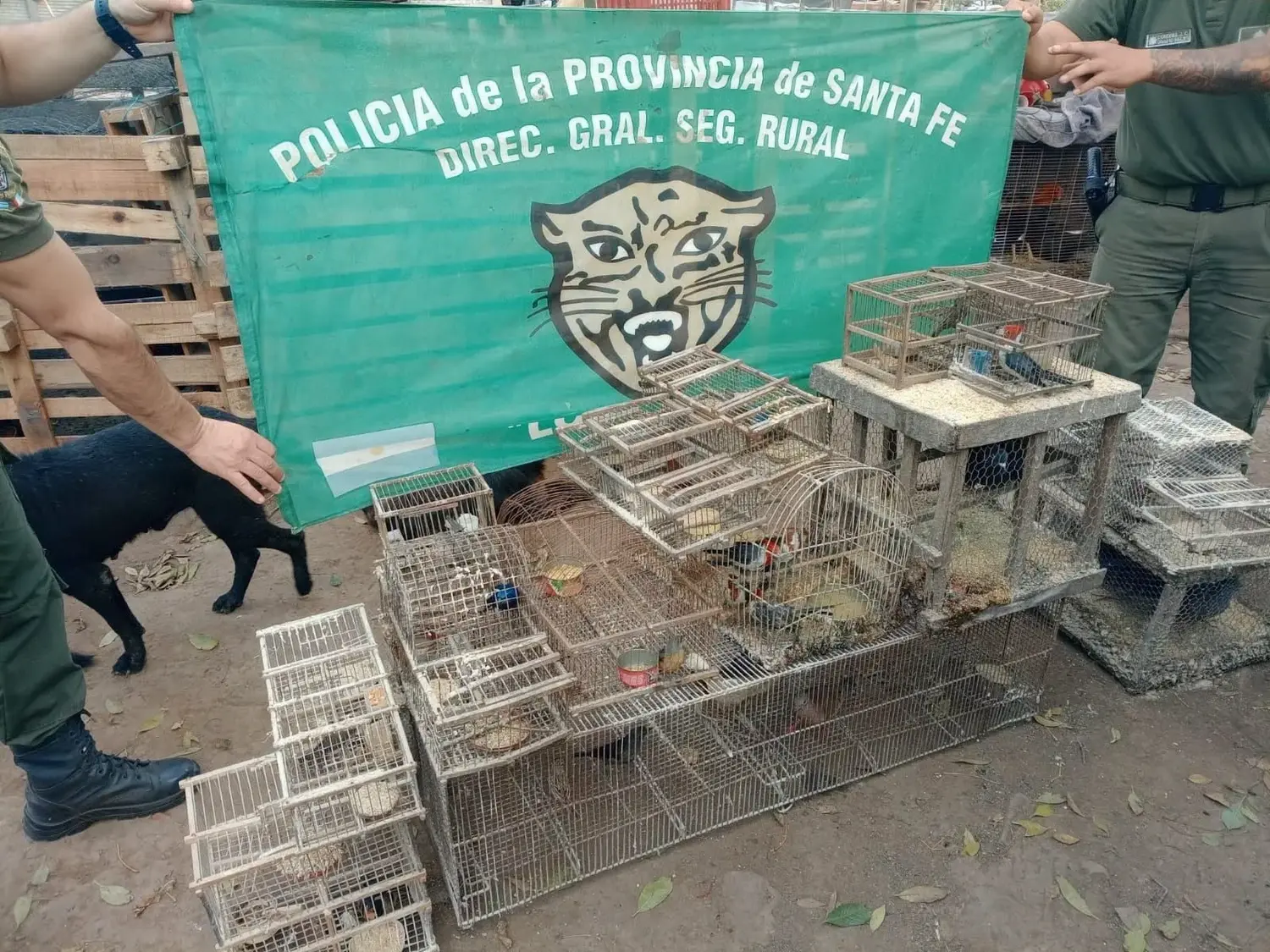 Rescataron más de 20 aves silvestres en cautiverio durante un procedimiento
En Nueva Lehmann