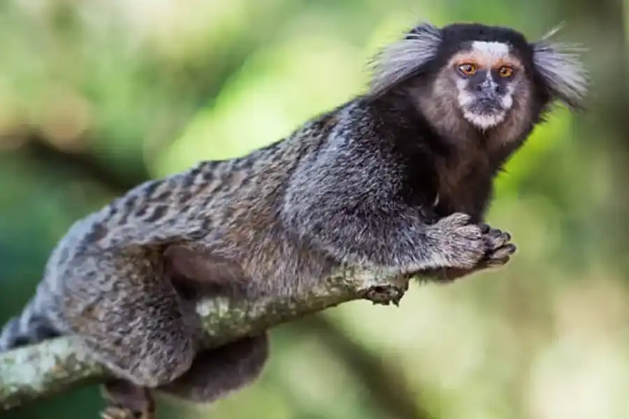 Rescataron a un mono tití de un árbol en barrio Cabildo de la ciudad de Córdoba 
