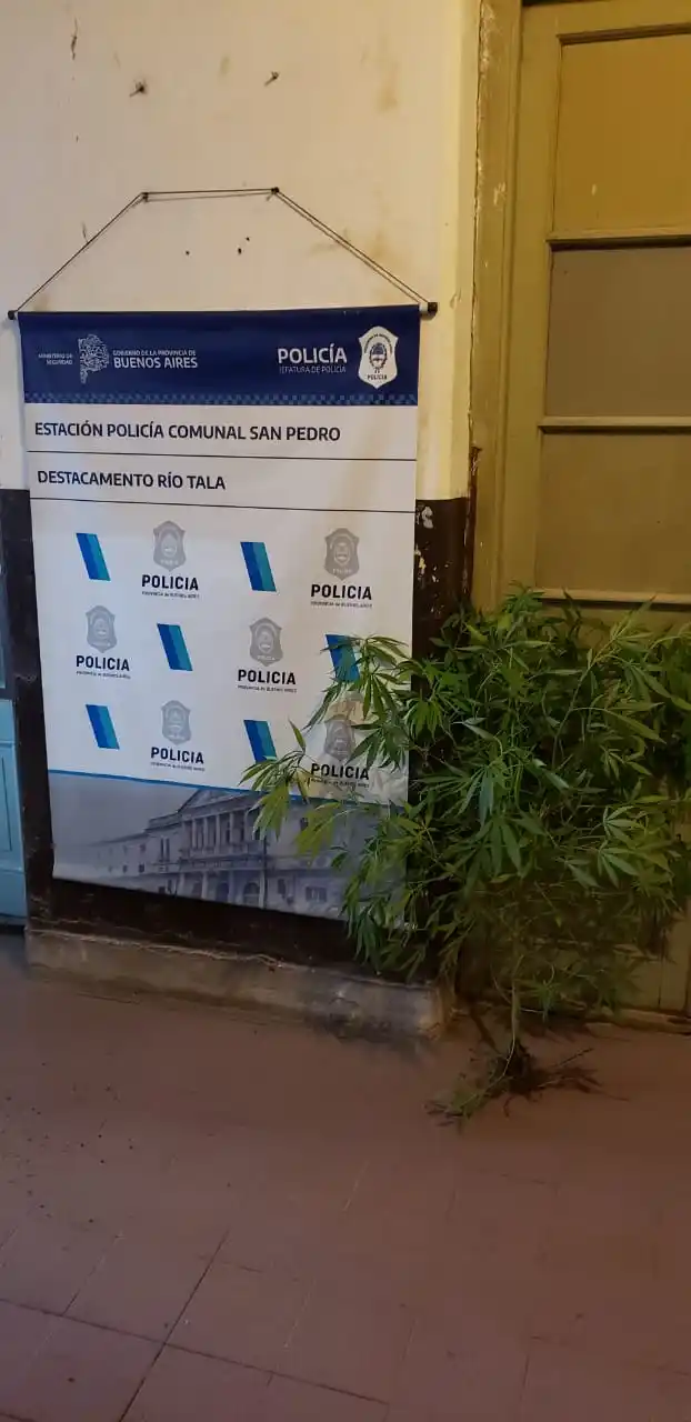 Río Tala: allanaron una casa en busca de armas y encontraron una planta de marihuana