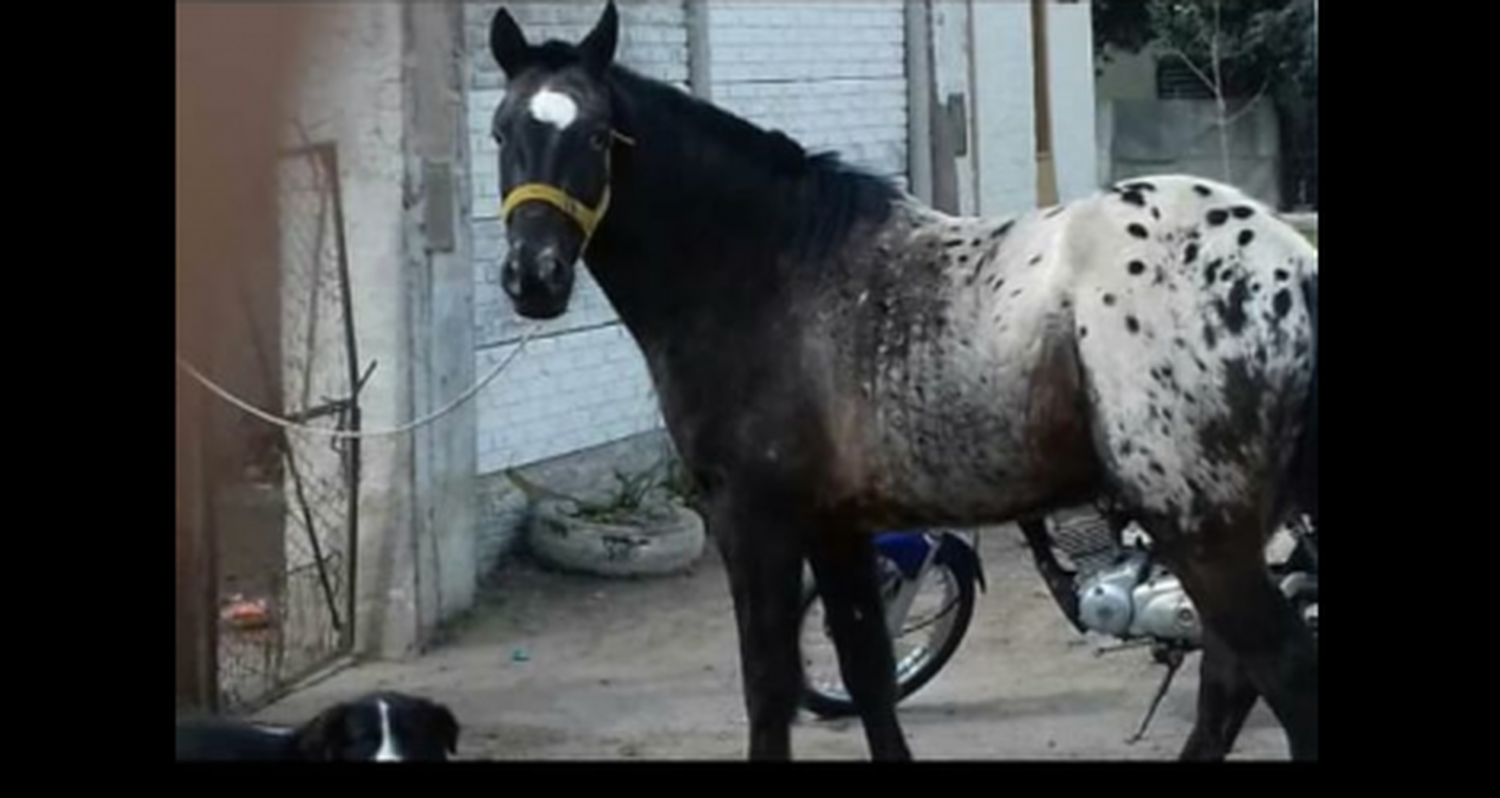 Se perdió el caballo de Teo