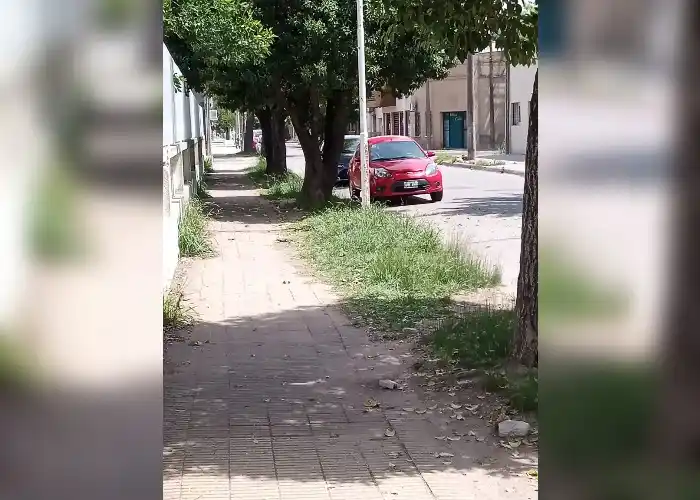 Yuyos altos en el jardín 901