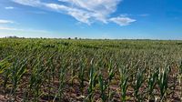 Desde el campo advirtieron que habrá pérdidas en la cosecha por la ola de calor