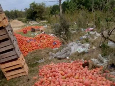 Crisis en Corrientes: productores de Goya tiran tomates y analizan abandonar la actividad