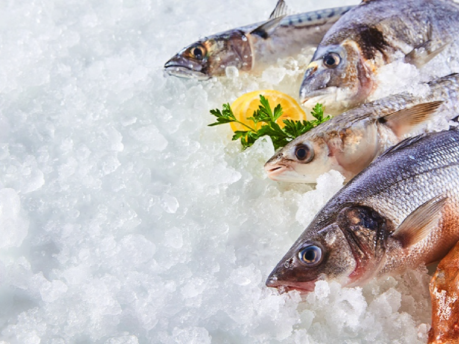 Un estudio detectó residuos de 42 fármacos en peces que se consumen en Córdoba