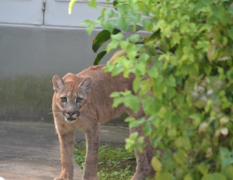 Rescataron un puma que deambulaba por la ciudad de Esperanza