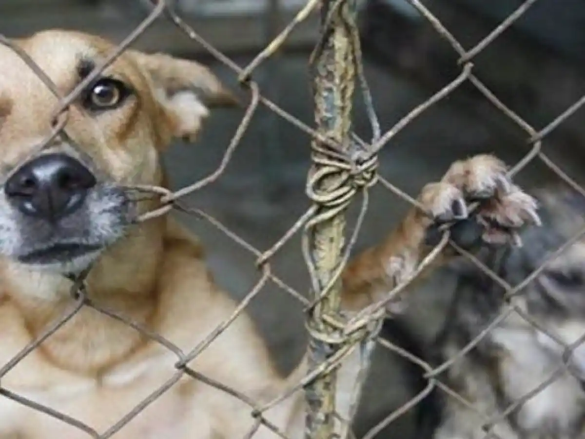 Diputados: avanza el tratamiento en comisión de proyectos sobre maltrato animal   