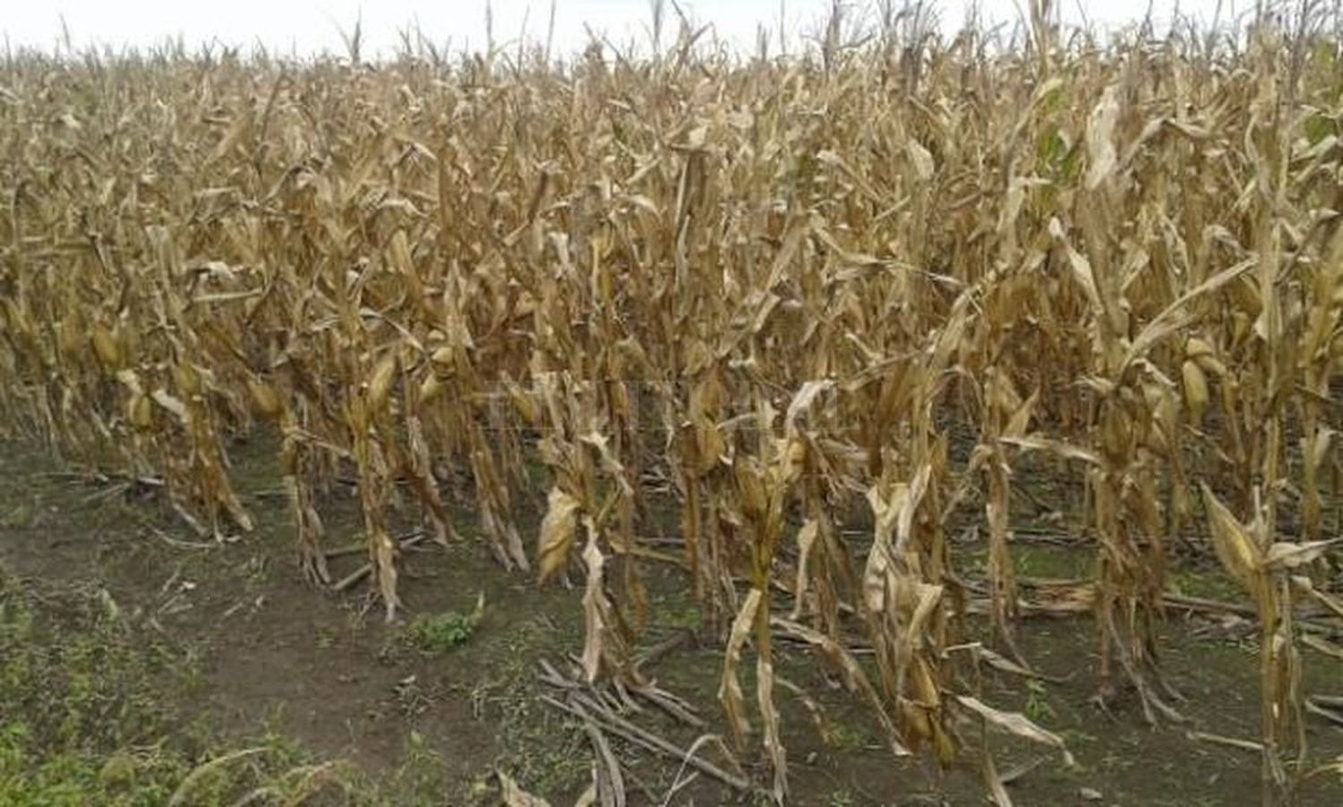 Con la siembra de los primeros lotes de girasol, arrancó la gruesa en el norte provincial