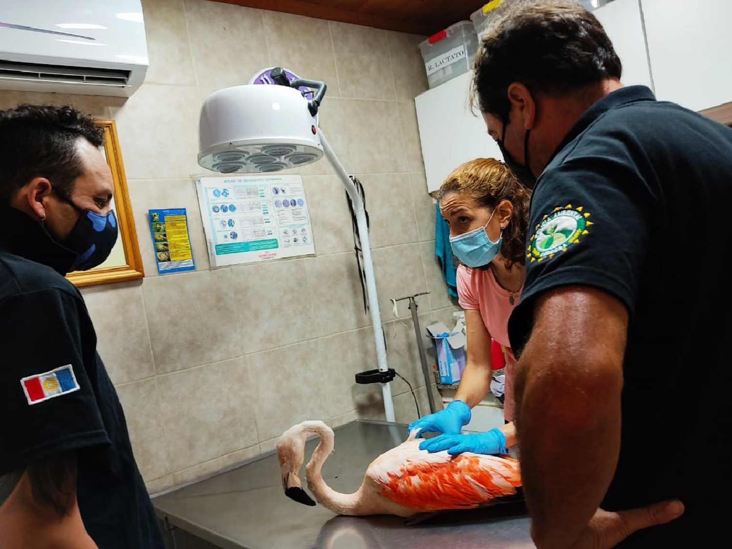 Rescataron un flamenco en la zona rural de Colonia Vignaud