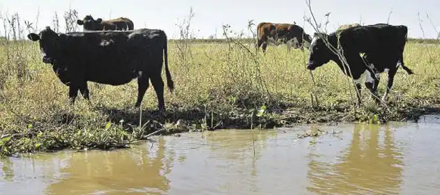 Entre Ríos: Productores en alerta ante la posible crecida del Río Paraná