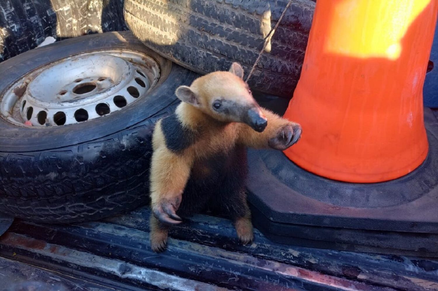 Video: rescataron y liberaron un oso melero que apareció en la zona urbana de un pueblo norteño