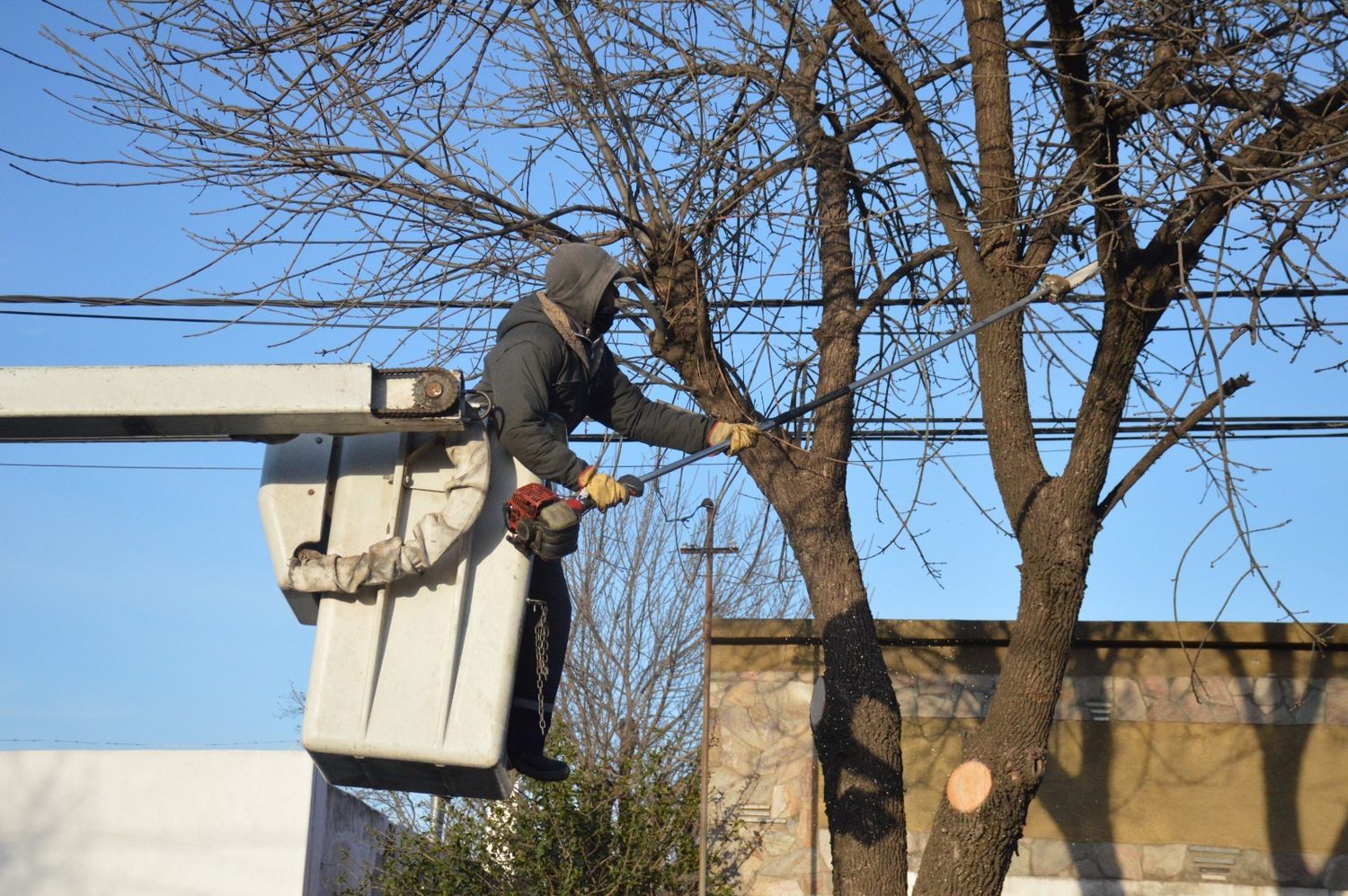 Actividad de poda en altura por parte de los empleados municipales.