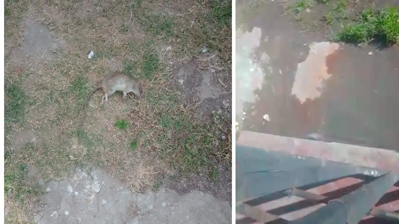 Cloacas tapadas en Segundo Sombra y Obligado
