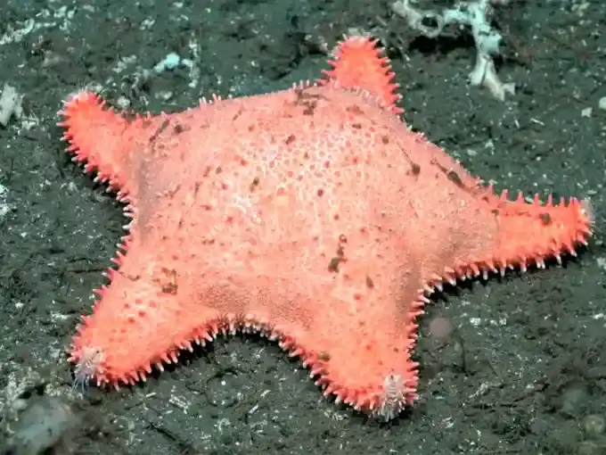 El streaming del Conicet volvió a encontrar una “estrella culona” en el Mar Argentino