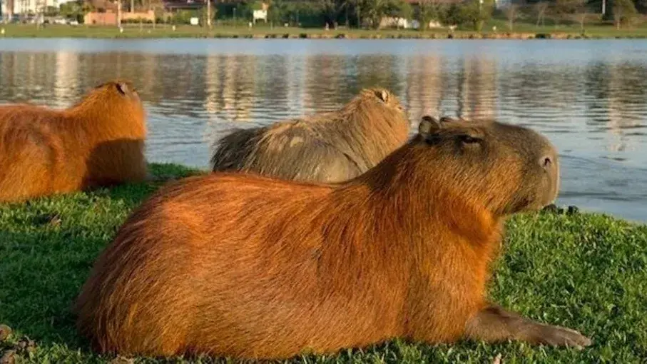 La Dirección de Flora y Fauna supervisa estas medidas.