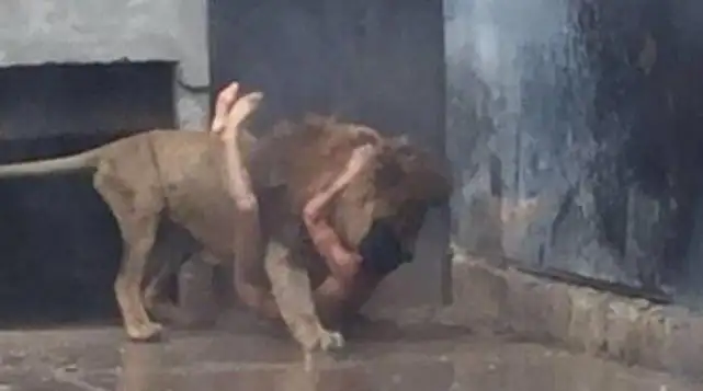 Video: Se arrojó a la jaula de los leones en un zoológico de Chile