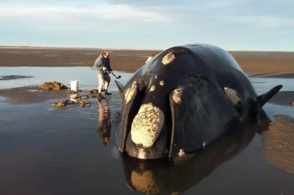 Trabajan para liberar a una ballena que quedó varada en Rio Negro