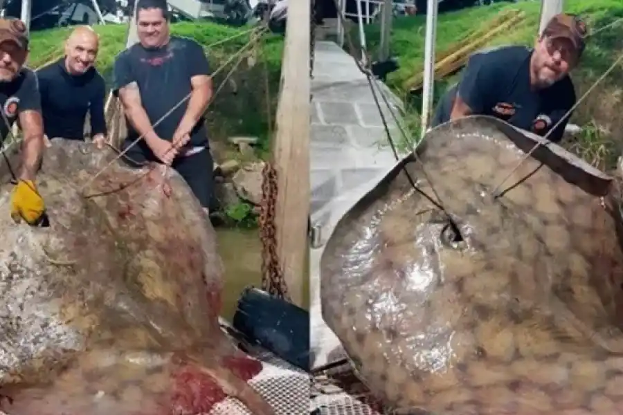 Pescaron una raya gigante de más de 250 kilos entre San Lorenzo y Fray Luis Beltrán