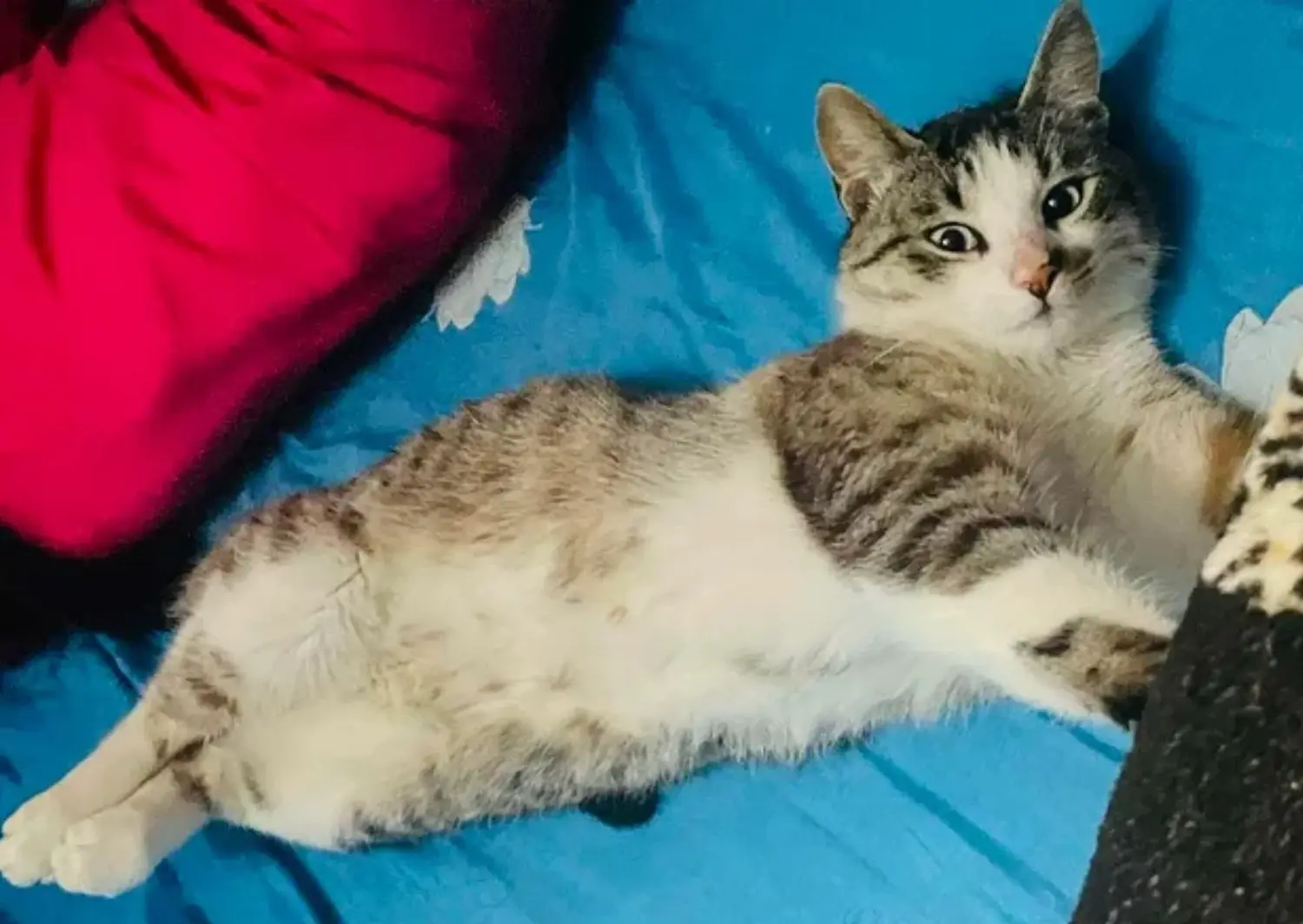 Piden colaboración para Bartolito, gatito internado con insuficiencia renal