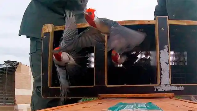 Liberaron casi 200 aves que provenían del tráfico ilegal de fauna